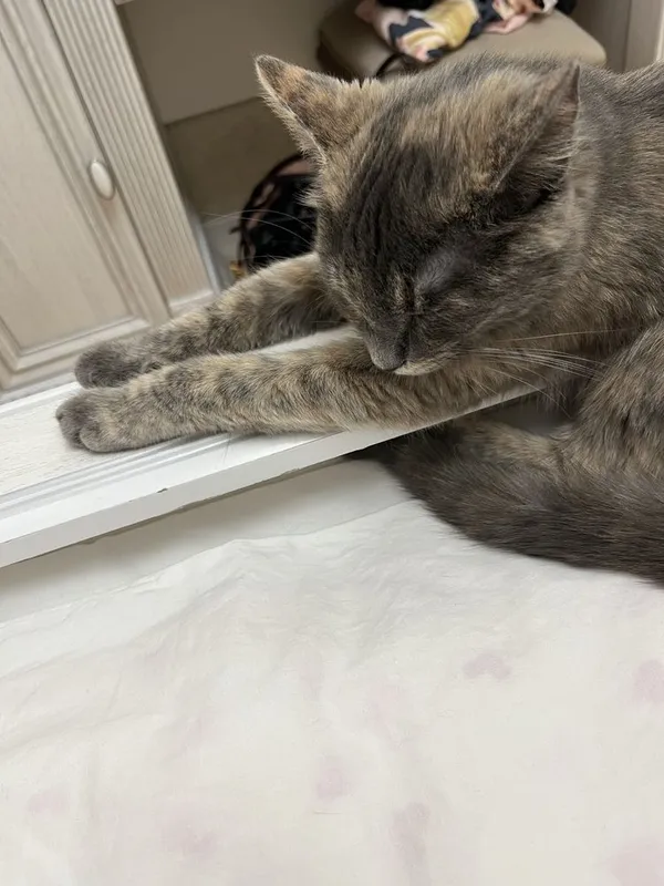 Котенок в добрые руки с миской и лотком