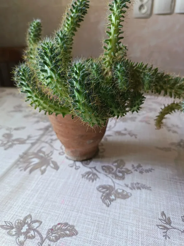 Продам кактус 1 штука — фото 2