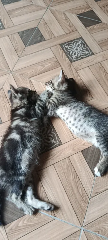 Mushuklar Mushuklar