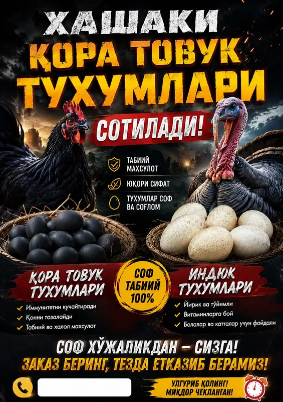 Qora tovuq kurka tuxum sotiladi