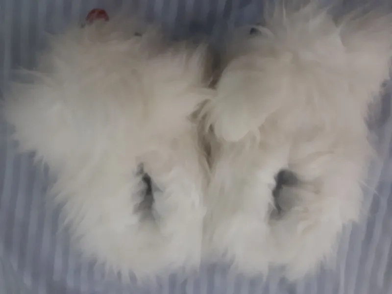 domashniy tapochka 3 domashniy tapochka 3