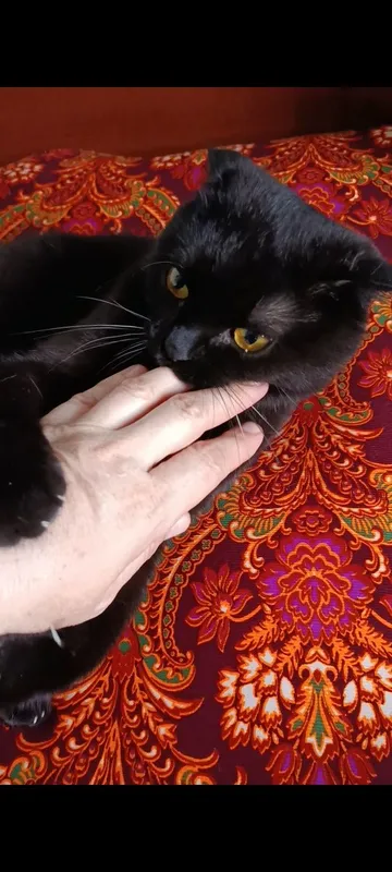 Отдадим британской породы кота . 2 Отдадим британской породы кота . 2