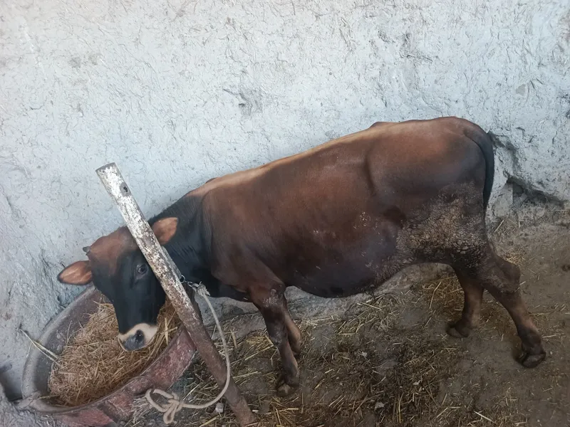 Buqacha sotiladi 3 Buqacha sotiladi 3
