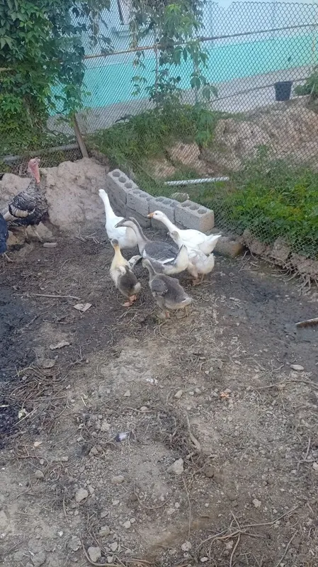 Goz sotiladi 180 dan 1 Goz sotiladi 180 dan 1