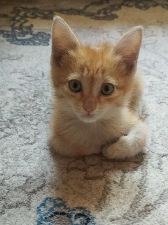 Котята в добрые руки бесплатно 3 Котята в добрые руки бесплатно 3