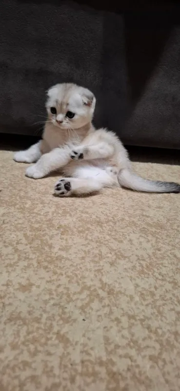 Котята Порода: Скоттиш Фолд