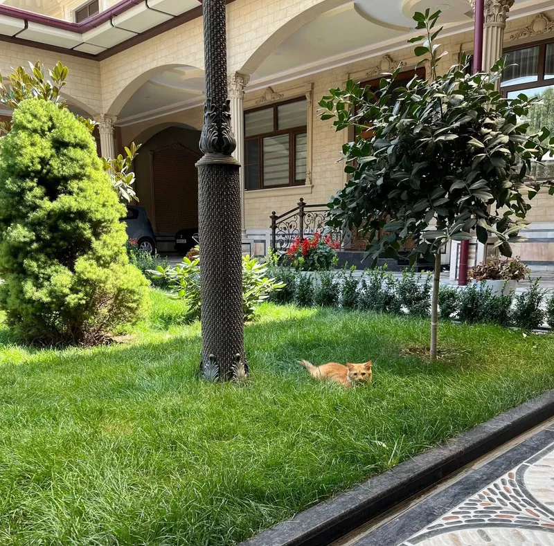 Отдадим в хорошие руки (яхши куллага топширамиз) — фото 2