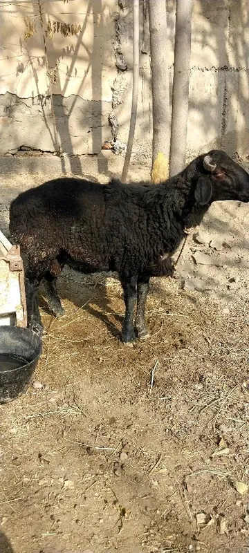 Semiz ulovlari sotuvda