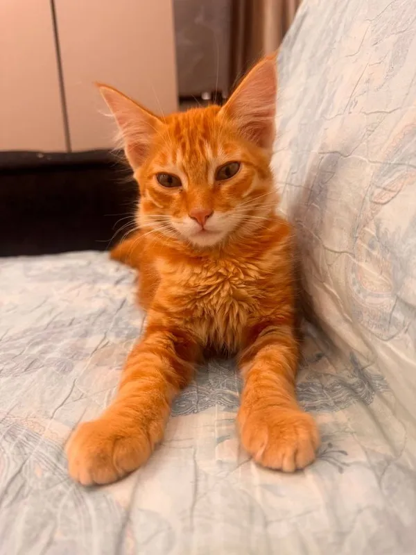 Котенок в добрые руки 2