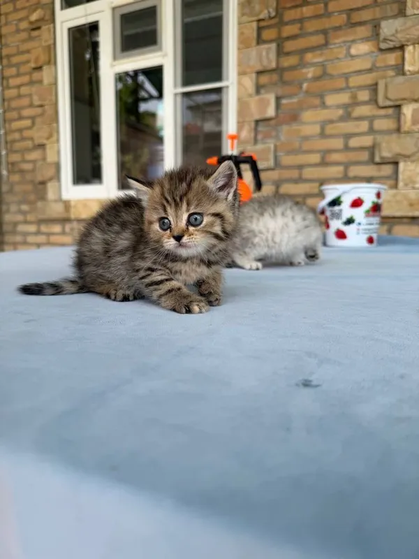 Котята маленькие 2 месяца — фото 1