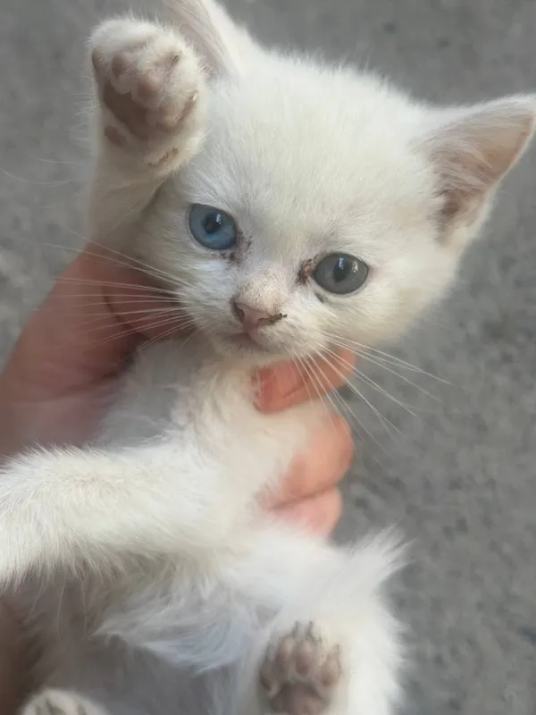 Котятки 1 Котятки 1