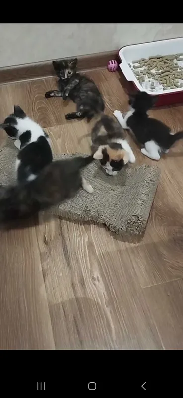 Котята в добрые руки 6 Котята в добрые руки 6