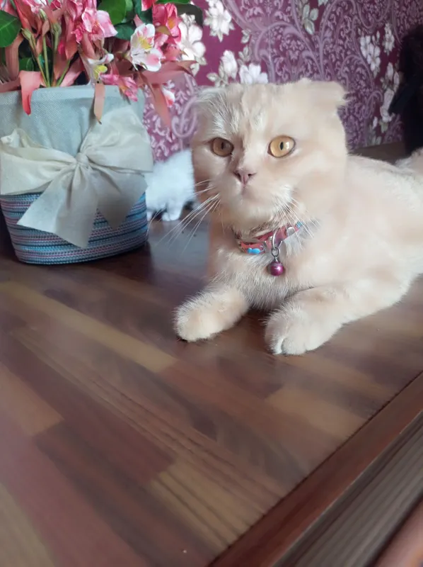 Продам породистых котят Мама:скотиф фолд Папа шотландский скотиш Страй — фото 1