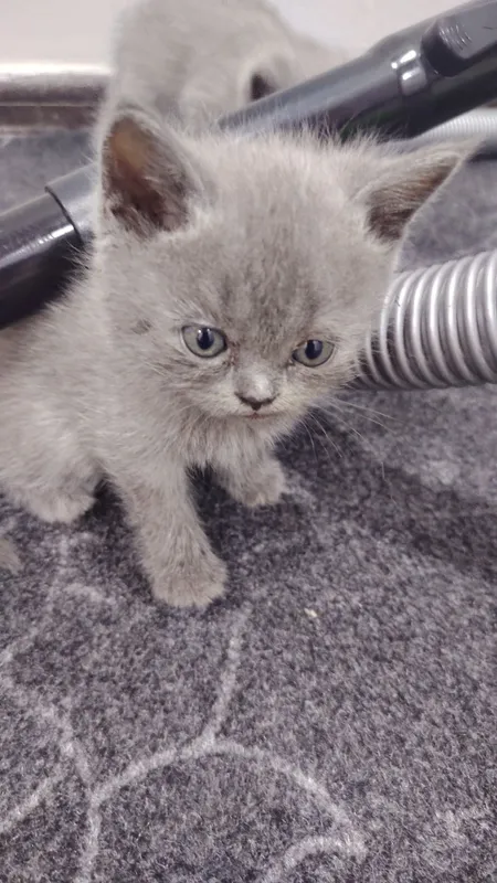 Британский кошка Британский кошка