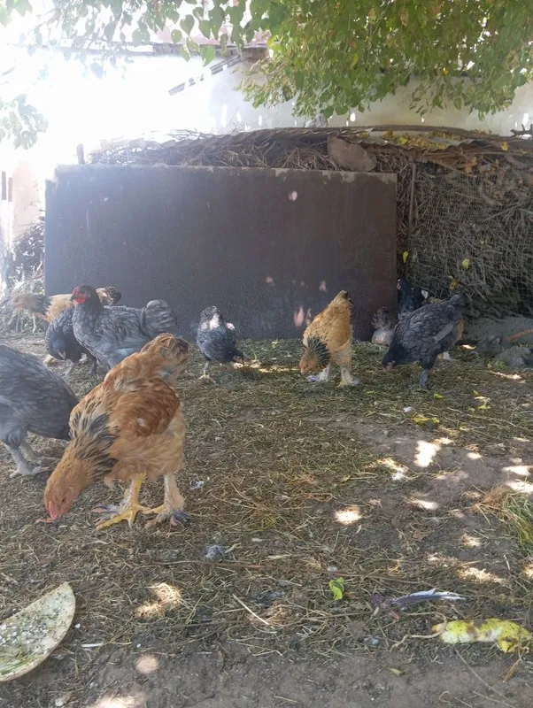 Продаётся куры породы Брама. 1