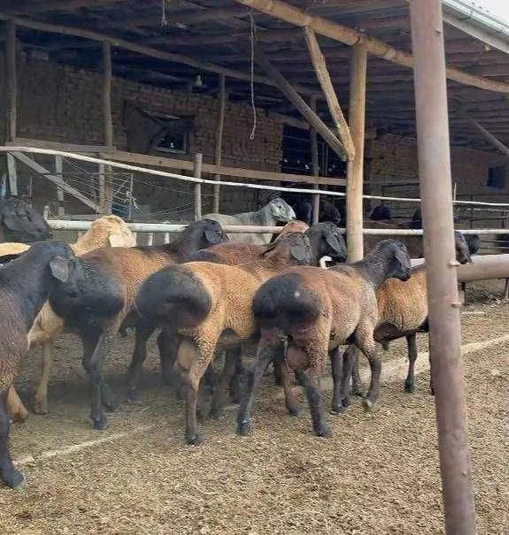 Есть бараны и овцы, экссон, акика, на корм, на забой