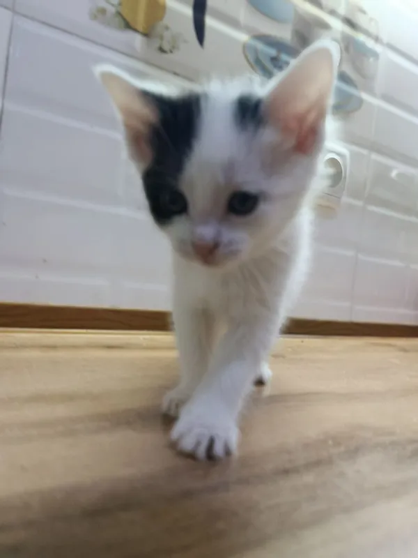 Котята 2 месяца. — фото 1