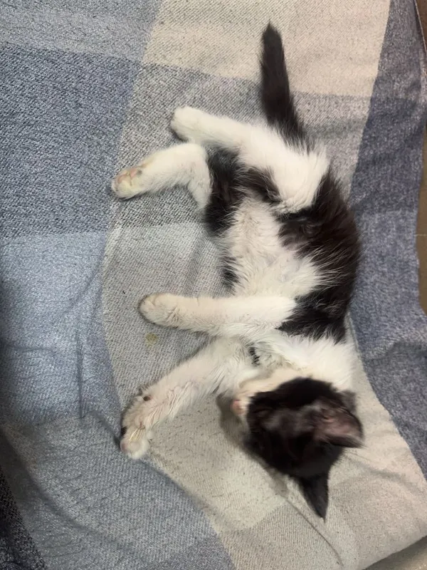 Котик бесплатно — фото 2