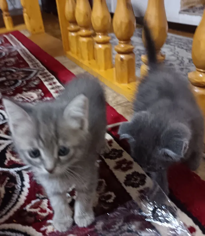 Скотш страйт хамда скотш фолд мушукчалар бор 2 ойлик — фото 1