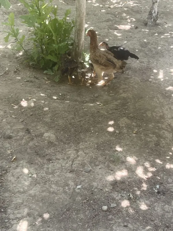 Dakan tovuq va jojalar sotiladi 2