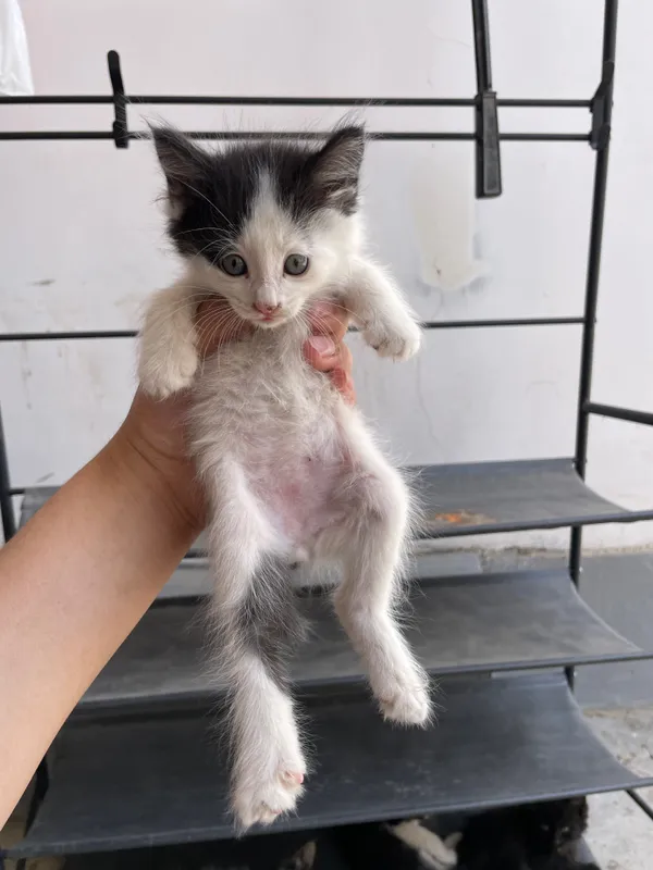 котята полтора-два месяца три мальчика одна девочка — фото 5 котята полтора-два месяца три мальчика одна девочка — фото 5