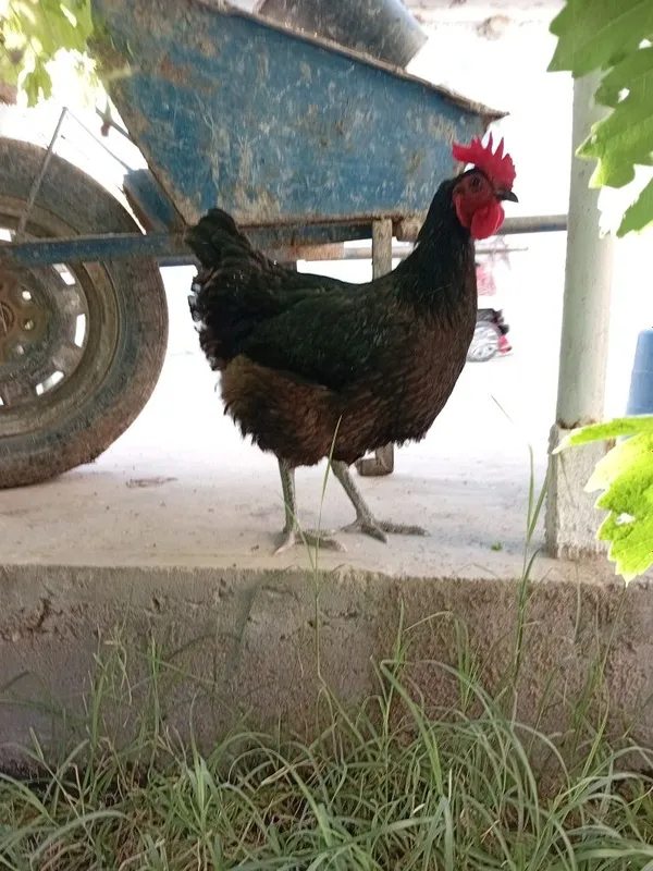 Qora Shaxzoda tozza joʻjalari