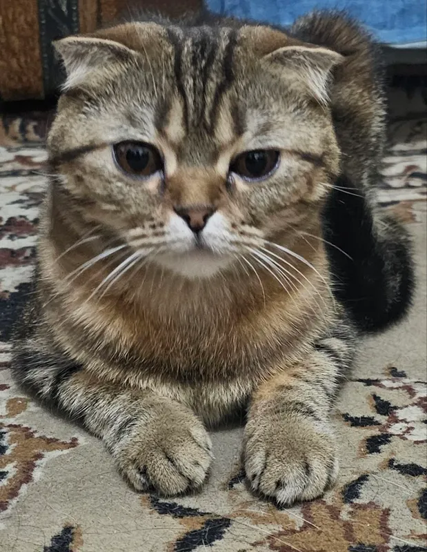 mushuk 1