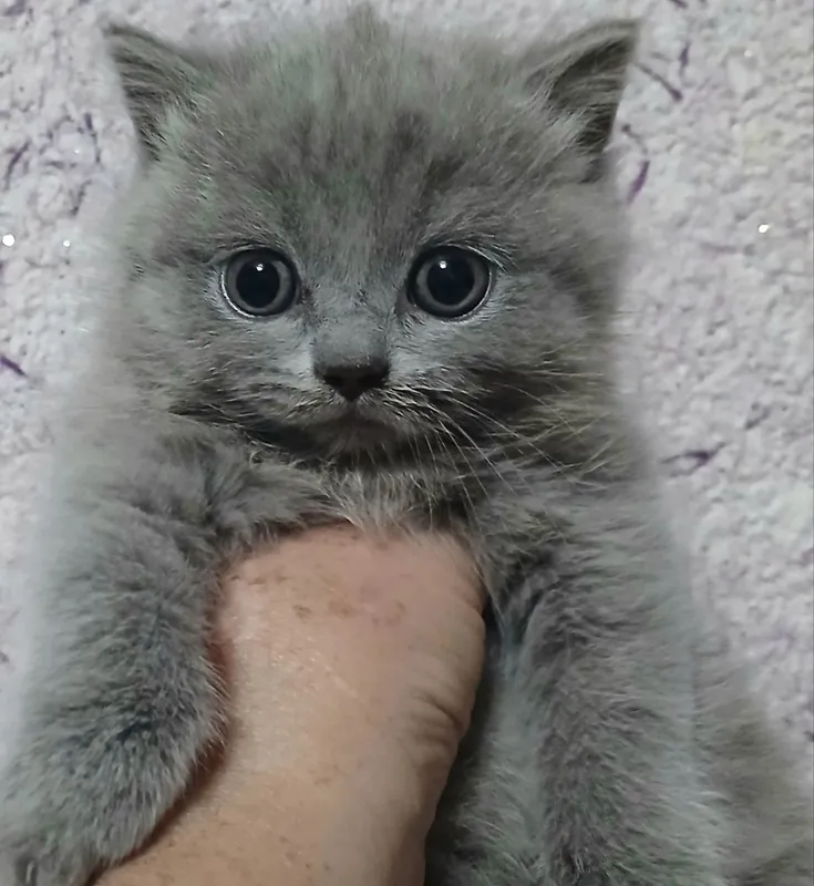 Фолды и британцы котята — фото 3