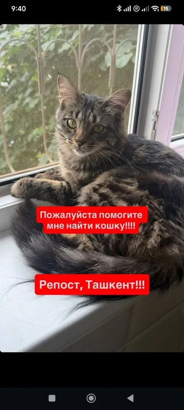 Пропала кошка, нашедшему 200$ — фото 1