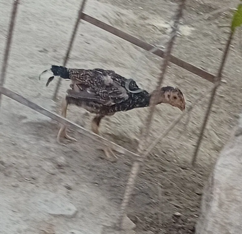Kulangi jojalar sotiladi 6 Kulangi jojalar sotiladi 6