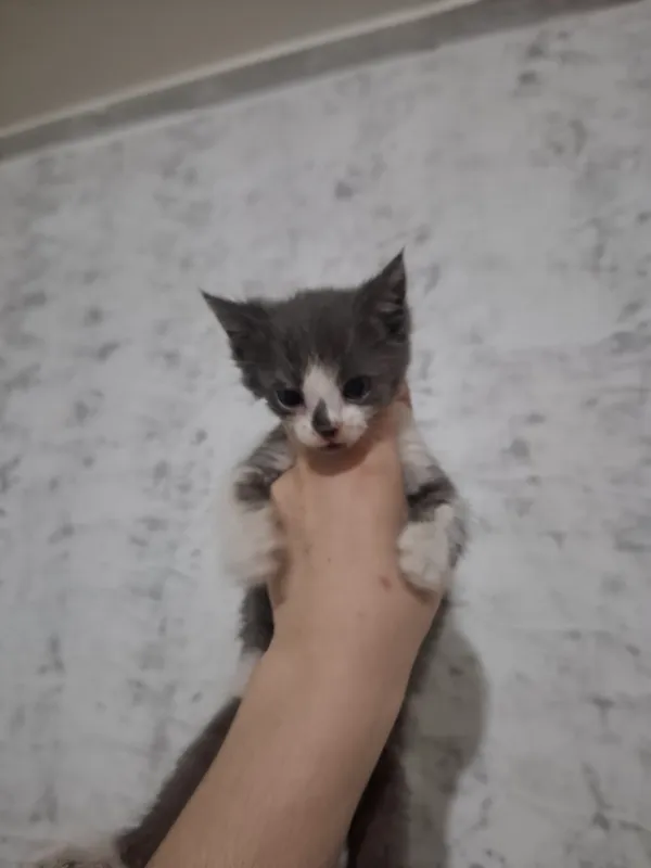 Милые домашние котята (бесплатно) 2 Милые домашние котята (бесплатно) 2