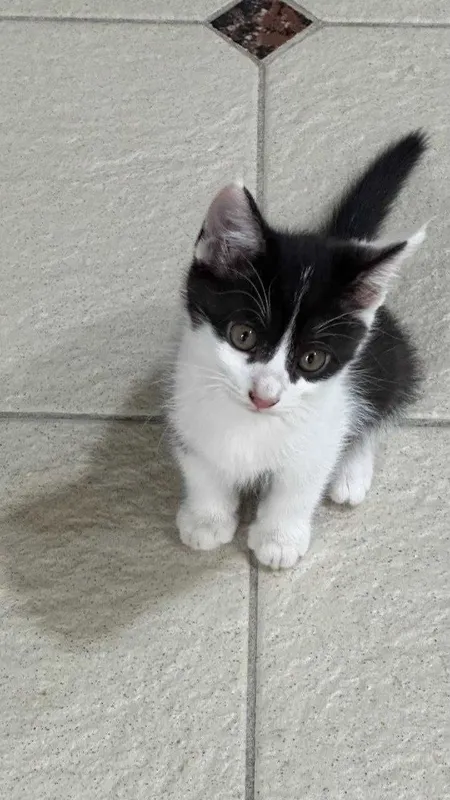Котята. Mushukchalar 4