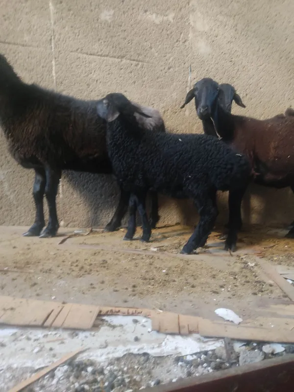 Ona bola quy sotiladi 7