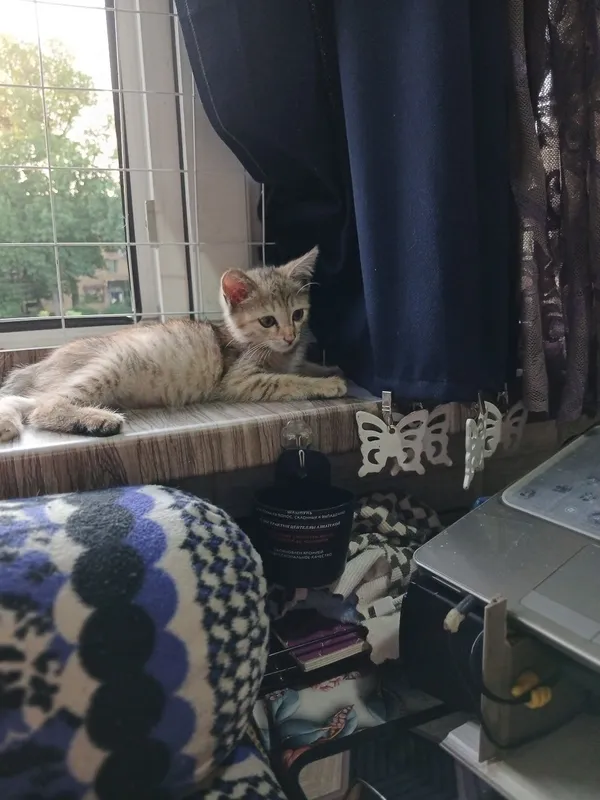 Пристаивается котенок- девочка 3 месяца — фото 1