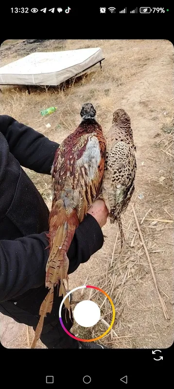 Kavkaz fazan jojalari sotiladi 5 Kavkaz fazan jojalari sotiladi 5
