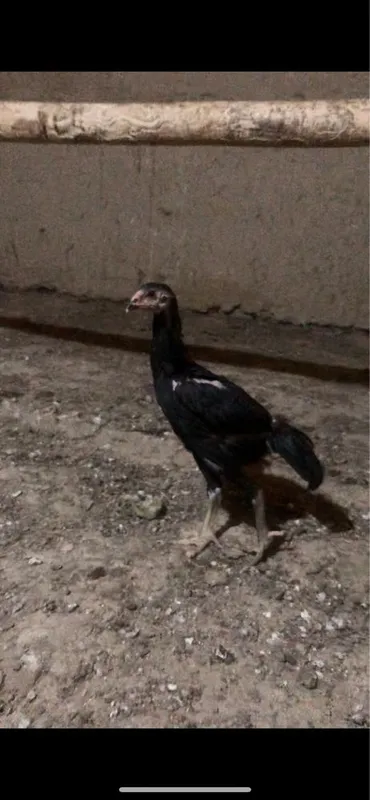 O shamo nemis jojala sotiladi 3