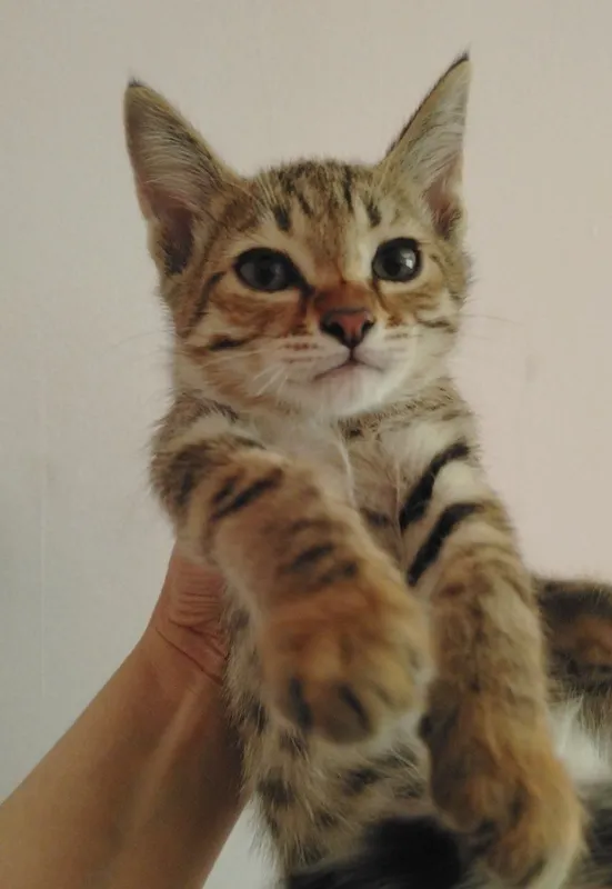 Котята — фото 5 Котята — фото 5