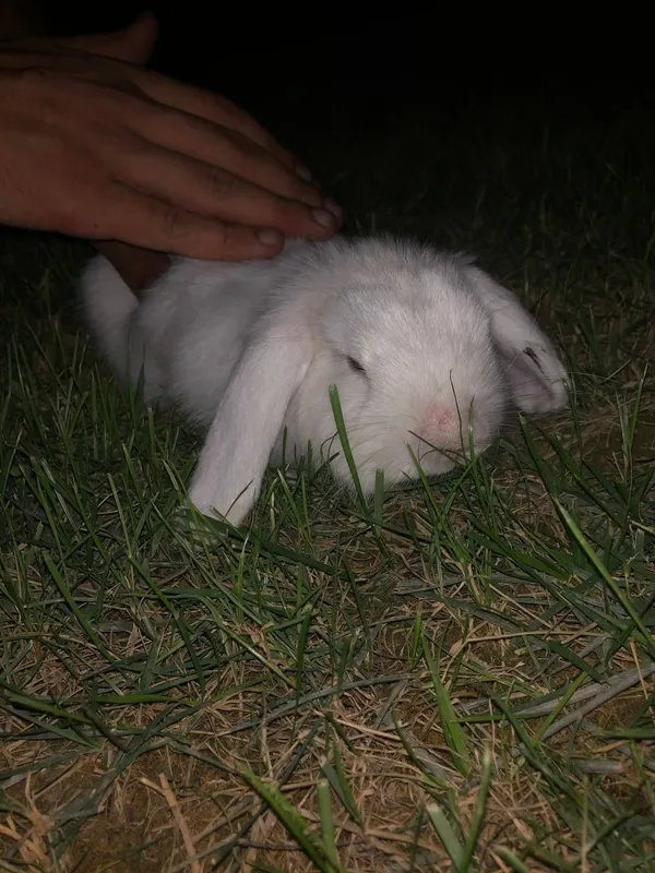 Заец quyon зайчик барашка