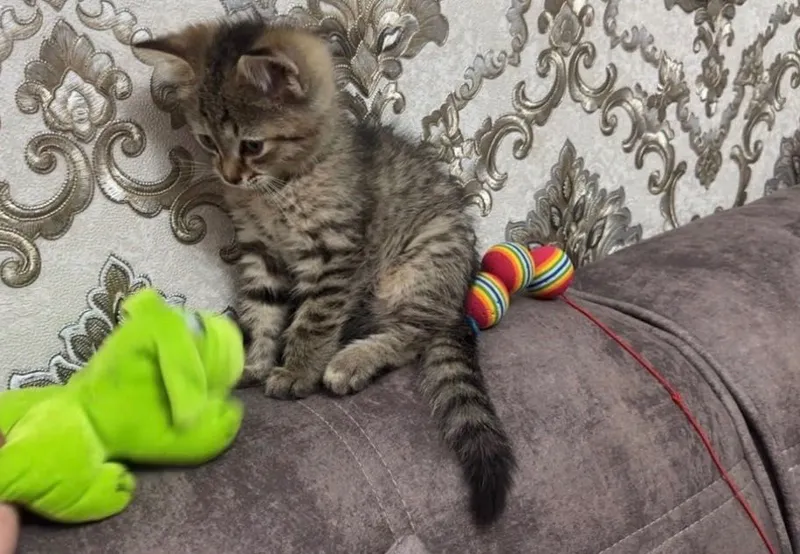 Котейки в любящую семью 1 Котейки в любящую семью 1