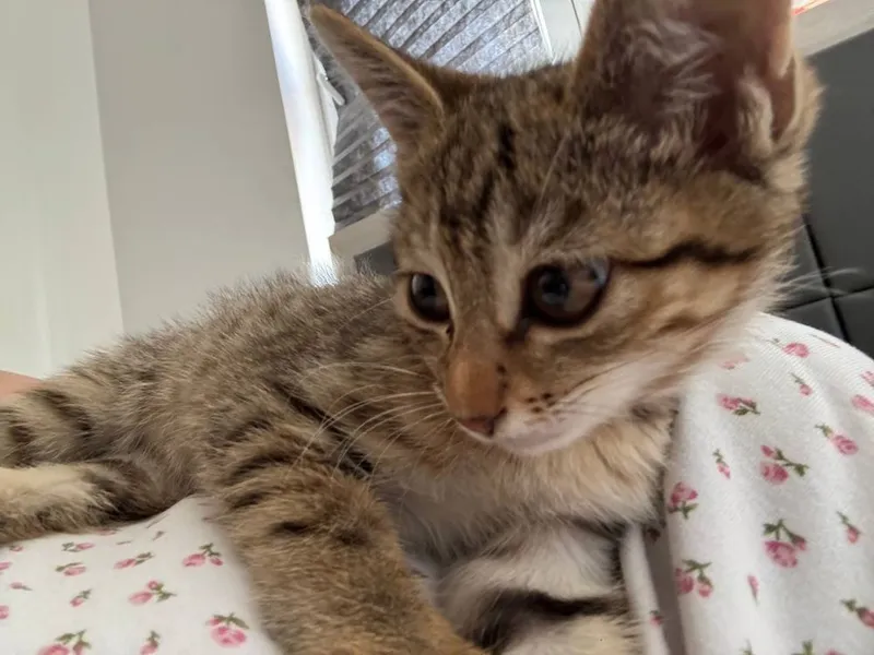 Котенок девочка, 3,5 месяца. В добрые руки, очень красивая. Обработана — фото 2