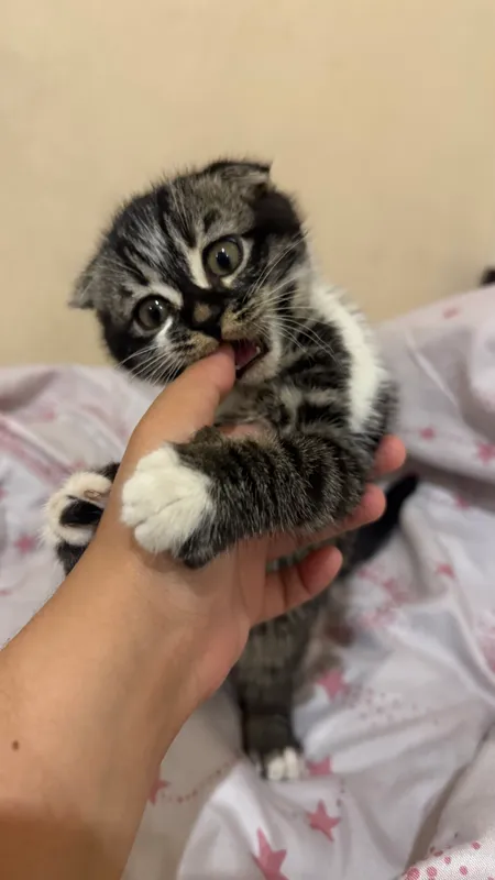Скоттиш фолд 3 Скоттиш фолд 3