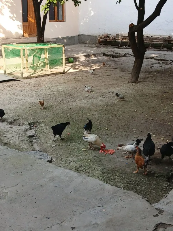 Yapon Joʻjala sotiladi