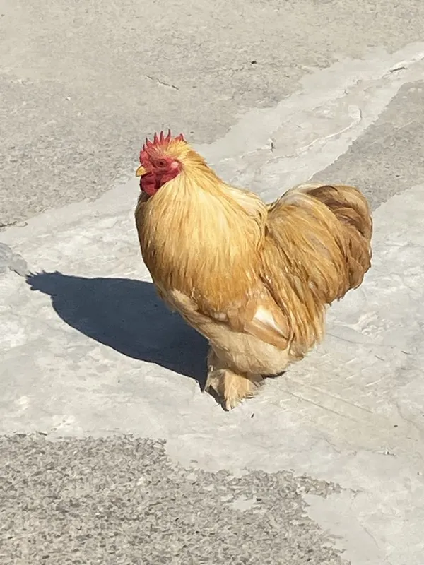 Horoz choynak sotiladi