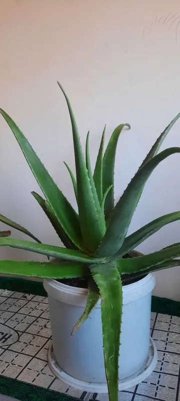 Aloe gullari sotiladi — фото 2 Aloe gullari sotiladi — фото 2
