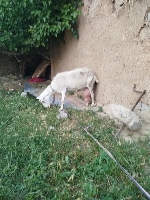 Takala sotladi zanen echkilani bolas yaxw sutli echkila narhi 1.5 mlnd