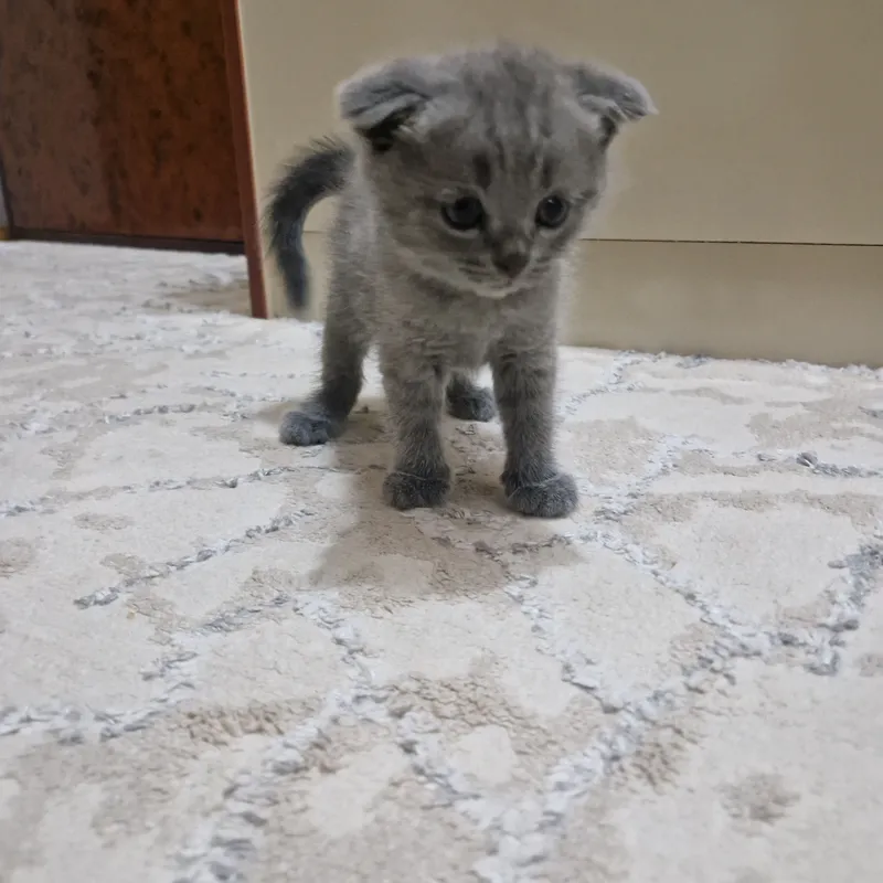 Toza  Shotland Scottish Fold mushukcha sotiladi 3