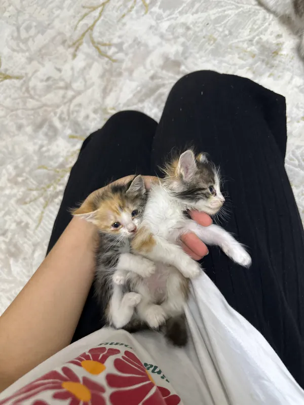 Отдам в подарок, чистые домашние котята, мама породистая 2 Отдам в подарок, чистые домашние котята, мама породистая 2