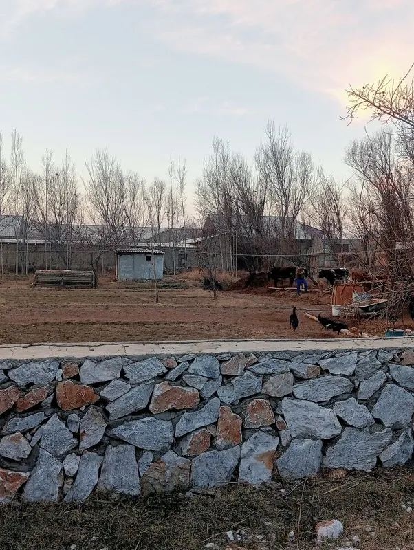 Ката бозорни якнидан