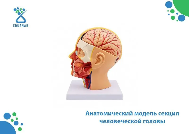 Анатомическая модель «Секция головы человека»