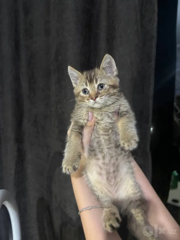 Britan shinchilla mushukchalarini sotaman 2 Britan shinchilla mushukchalarini sotaman 2